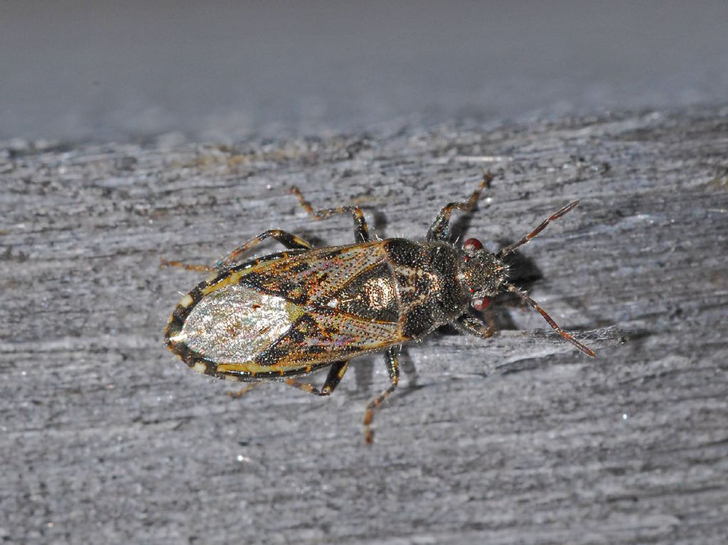 Lygaeidae: Heterogaster urticae